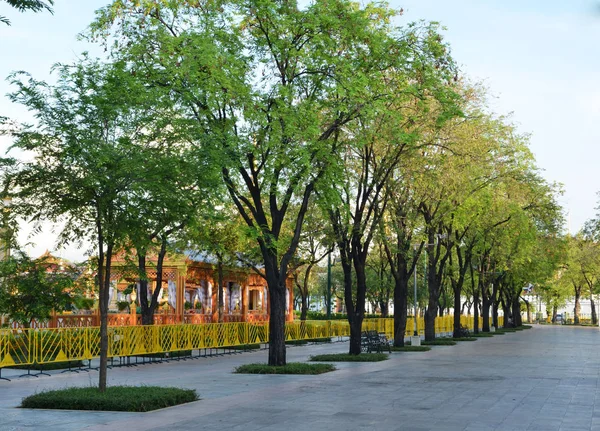 Prato Giardino Botanico Asia Con Vecchio Albero — Foto Stock