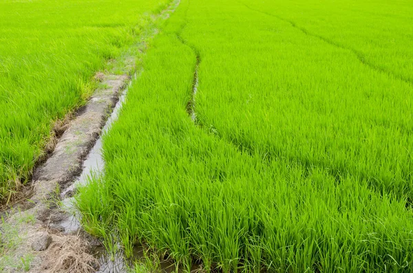 Fattoria Riso Nel Paese Sito Agricolo Thailandia — Foto Stock
