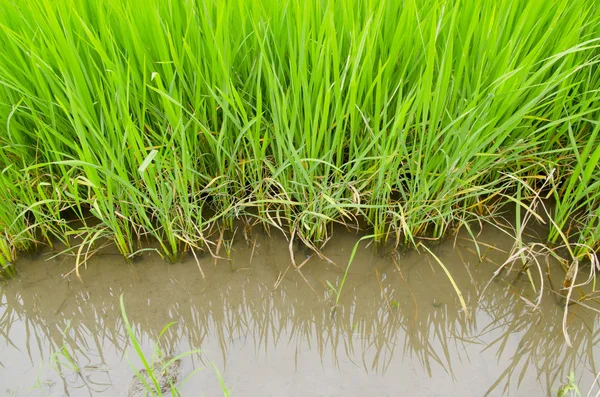 泰国的国家 农业的站点水稻农场 — 图库照片