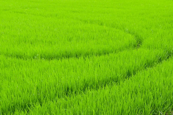 Farma Rýže Zemi Zemědělské Lokalitě Thajsku — Stock fotografie