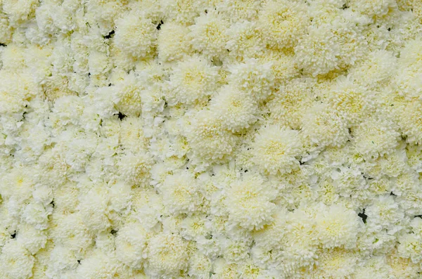 Een Afbeelding Van Een Mooie Witte Bloem Achtergrond — Stockfoto