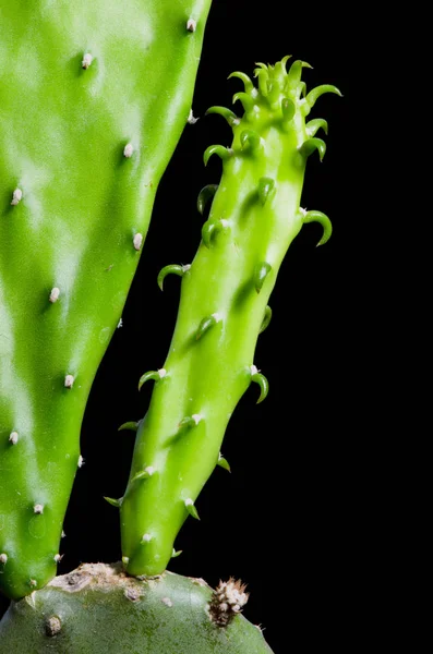 Közeli Kép Fekete Háttér Kaktusz — Stock Fotó