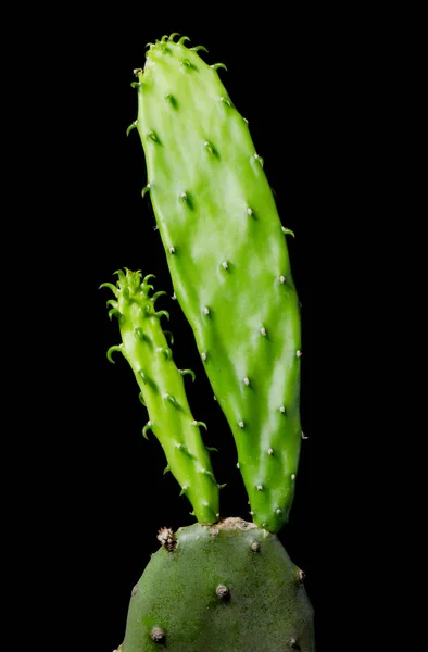 Zbliżenie Kaktus Czarnym Tle — Zdjęcie stockowe