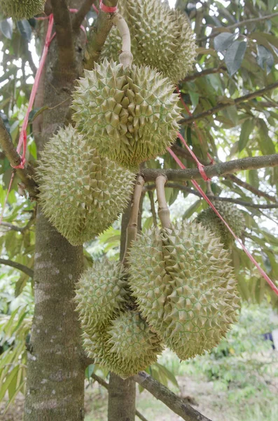 Durian Fresco Sul Suo Albero Nel Frutteto Thailandia — Foto Stock