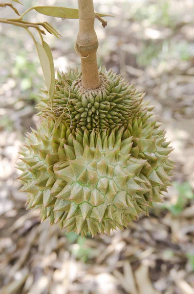 Durian Fresco Sul Suo Albero Nel Frutteto Thailandia — Foto Stock