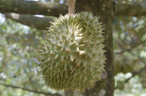 Durian Fresco Sul Suo Albero Nel Frutteto Thailandia — Foto Stock