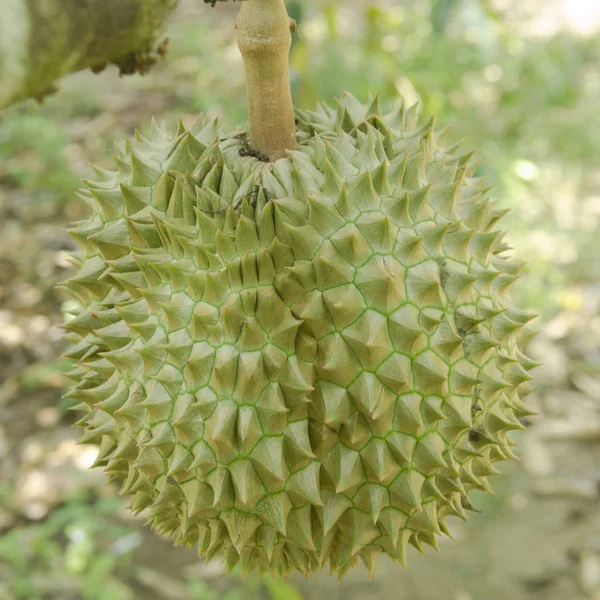 Fresh Durian Its Tree Orchard Thailand — Stock Photo, Image