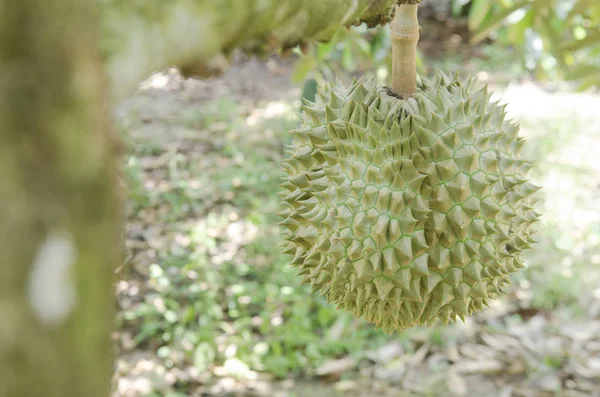 Durian Fresco Sul Suo Albero Nel Frutteto Thailandia — Foto Stock