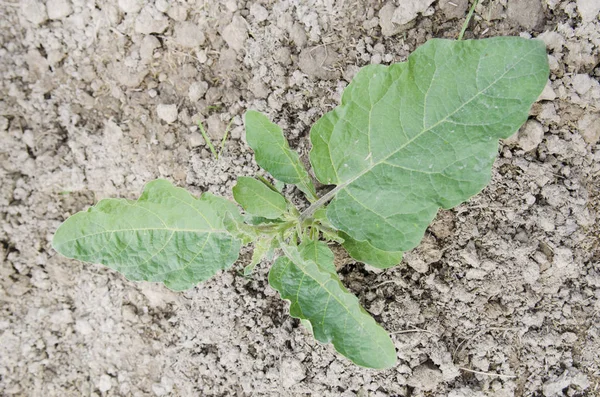 Onderdeel Van Moestuin — Stockfoto