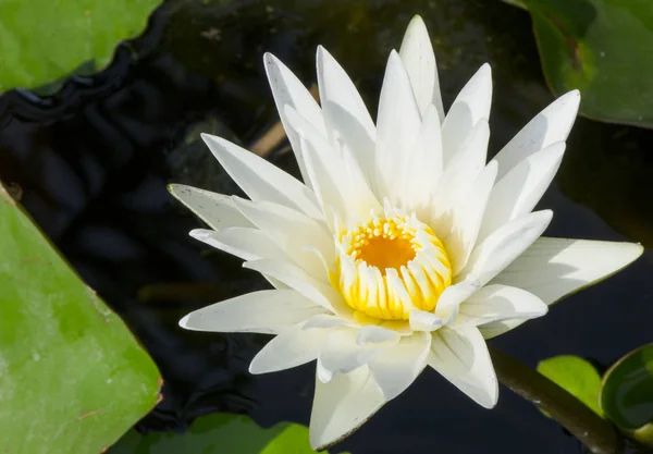 Красивый Белый Цветок Лотоса — стоковое фото