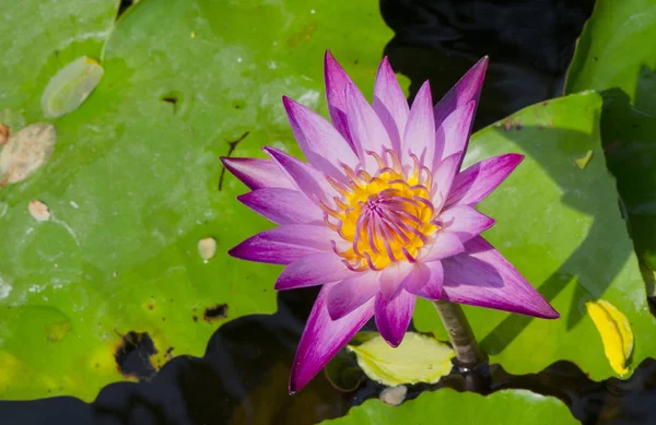 Красивый Цветок Лотоса Пруду — стоковое фото
