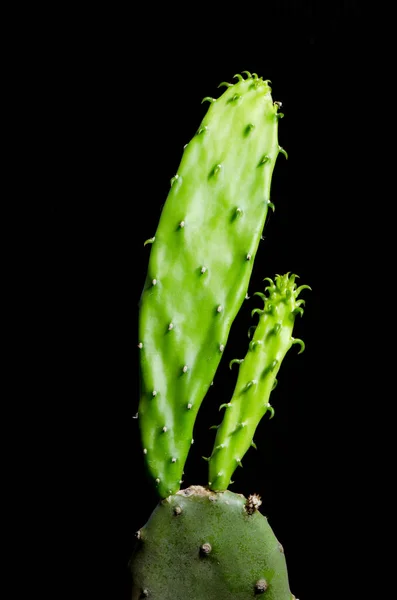 Csírázás Cactus Nagyítani Makro Lövés Közelről — Stock Fotó