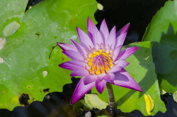 Giglio Rosa Fiore Acqua Nel Parco — Foto Stock