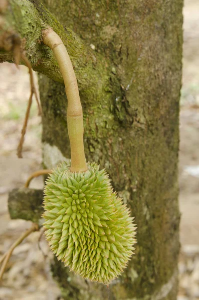 Frischer Durian Auf Baum Feuchtem Obstgarten Bei Chanthaburi Thailand — Stockfoto