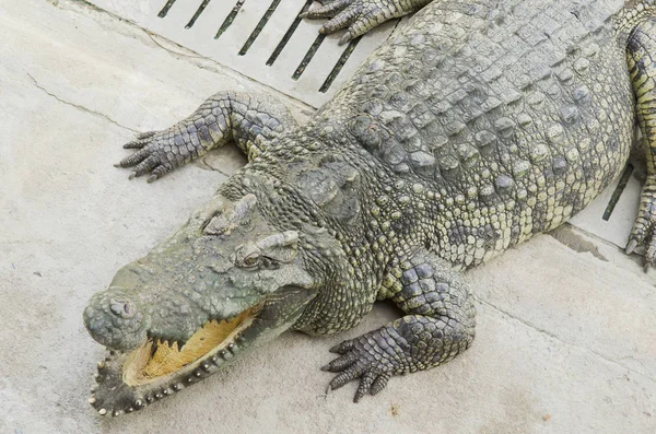 Crocodilo Zoológico Aberto Tailândia — Fotografia de Stock