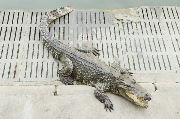 Crocodilo Zoológico Aberto Tailândia — Fotografia de Stock