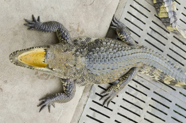 Crocodilo Zoológico Aberto Tailândia — Fotografia de Stock