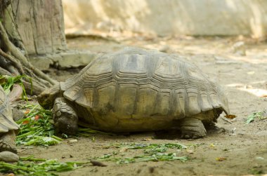 Hayvanat bahçesinde ıslahı kaplumbağalar açın, Tayland