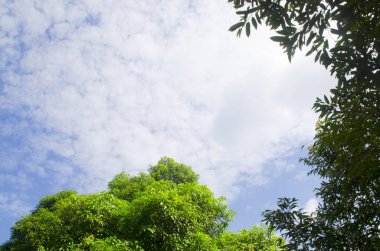 Ağaçta yukarı, mavi gökyüzünde bulutlar.