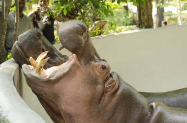 Çalı Bahçe sanat eseri için kullanmak için