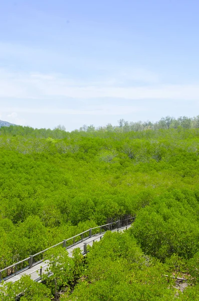 Foto Bosques Manglares Fértiles Verdes Tailandia — Foto de Stock