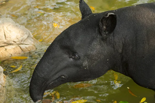 Tapir Malais Dans Eau — Photo