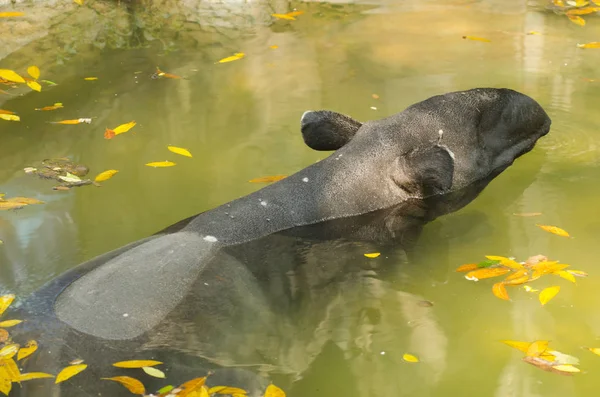 Tapir Malais Dans Eau — Photo