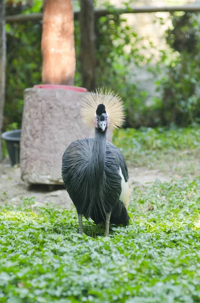 Grey Crowned Crane Balearica Regulorum — Stock Photo, Image