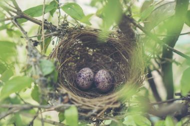 renkli kuş yumurta yuvada
