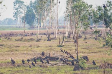Kara kulaklı çaylak, milvus lineatus