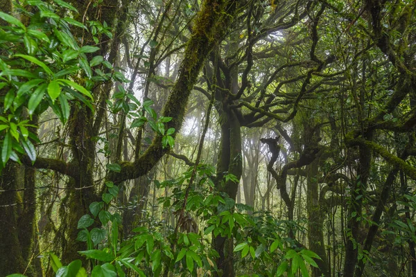 Forest Nature Composition — Stock Photo, Image