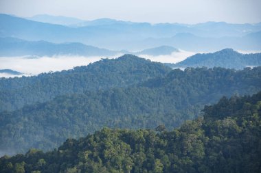 Tropik dağ ormanları, güneş ışığında palmiye ağaçları. Dominik Cumhuriyeti 'nde günbatımı manzarası. Karayip adasının doğası