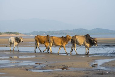 Aile Zebu sığır Zanzibar plaj yürüyüş. İnek ve boğa bir buzağı ile.