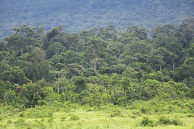 Tropikal yeşil orman, Tayland Ulusal Parkı