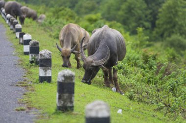 Grup Buffalo doğal alanında, Tayland