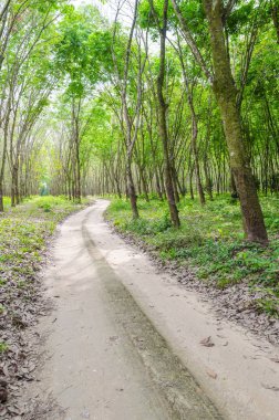 kauçuk ağacı yolu