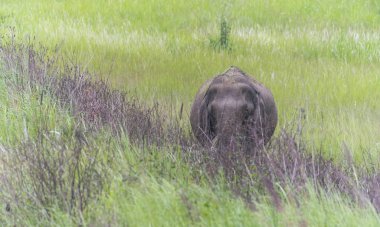 Ormandaki büyük fil, Khao Ulusal Parkı, Tayland