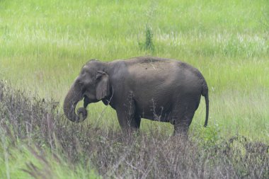 Ormandaki Asya fili, Khao Yai Ulusal Parkı