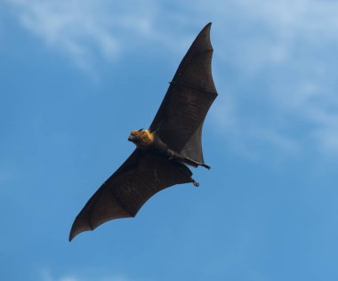 Tilkiler gökyüzünde uçuyor. Tayland 'ın en büyük yarasası