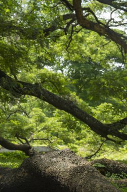 tropikal orman doğa görünümü
