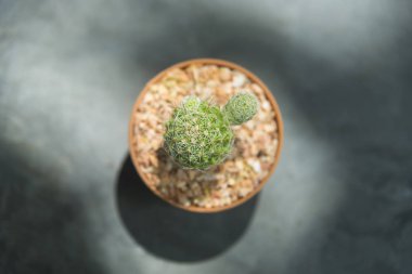 small cactus on gray background 