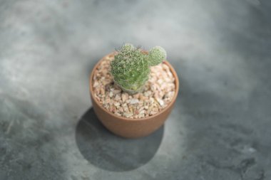 small cactus on gray background 