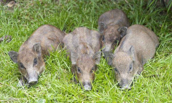 Cute Little Wild Boars — Zdjęcie stockowe