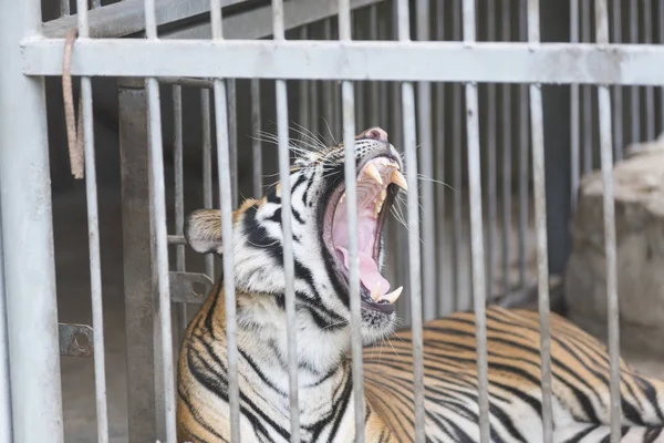 Tigre Una Jaula — Foto de Stock