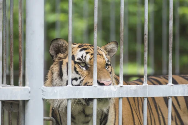 Tiger Cage — Stock Photo, Image