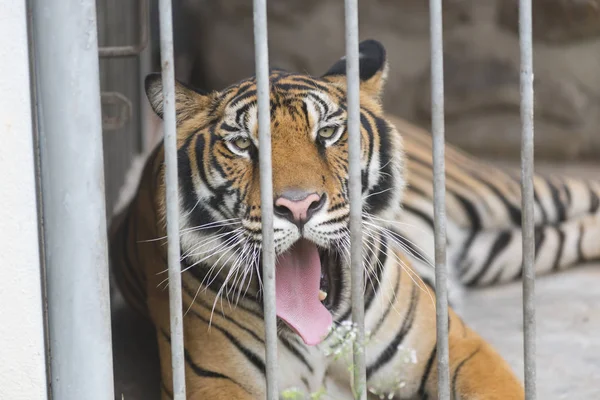 Tiger Cage — Stock Photo, Image