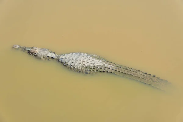 Crocodilo Flutuando Vista Água Partir Topo — Fotografia de Stock