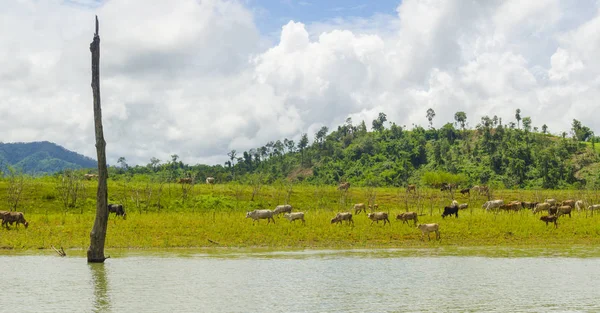 Campo Bosque Verde Tropical Parque Nacional Tailandia — Foto de Stock