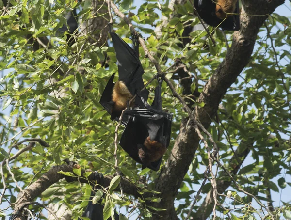 Giant Fruit Bats Tree — Stockfoto