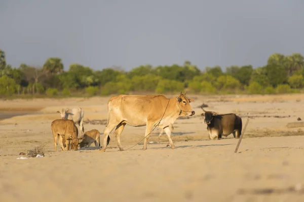 stock image Beef cattle on the beach .